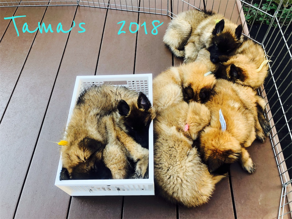 f:id:La-Plume-Douce:20181010184217j:image