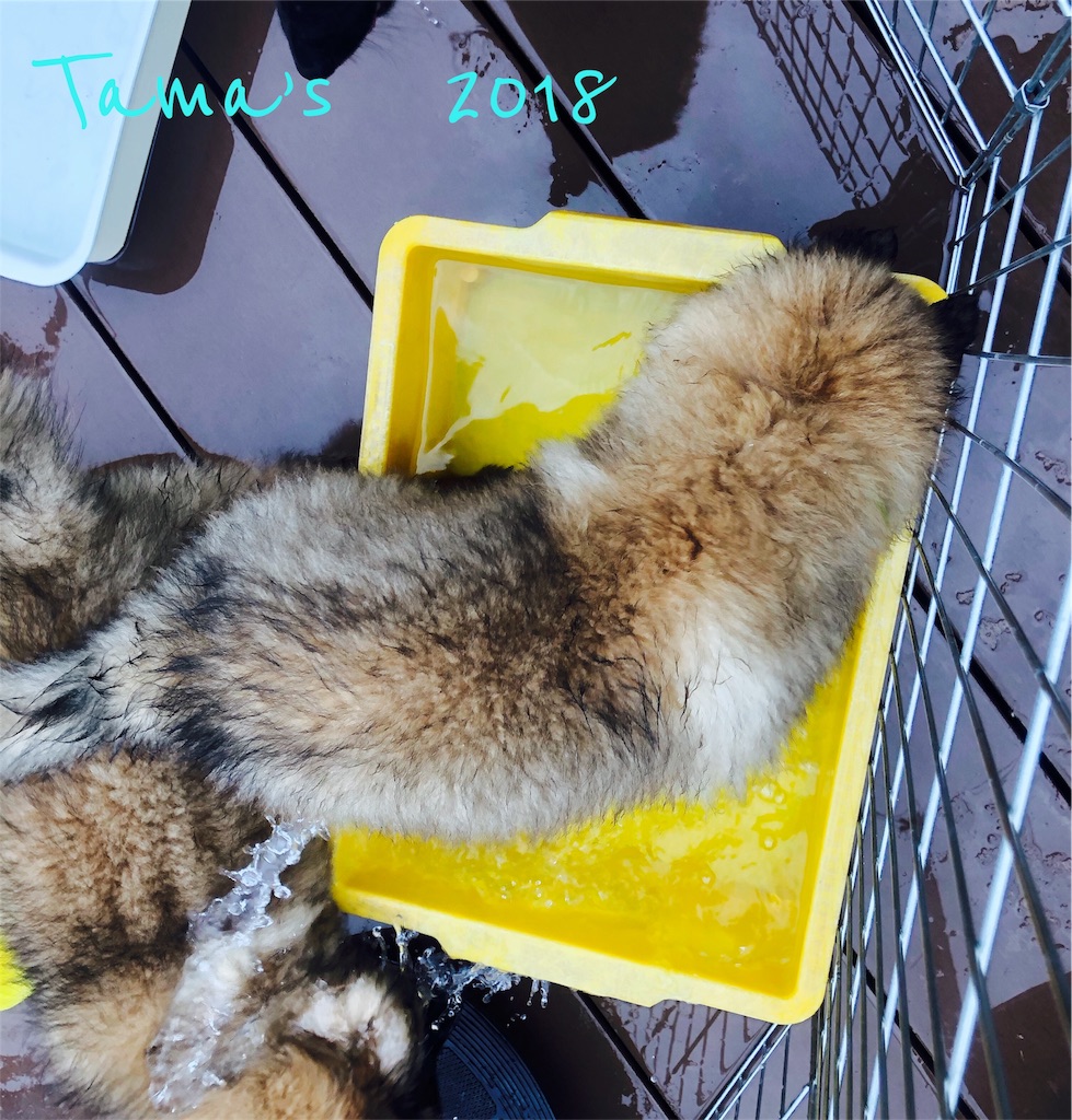 f:id:La-Plume-Douce:20181011191027j:image