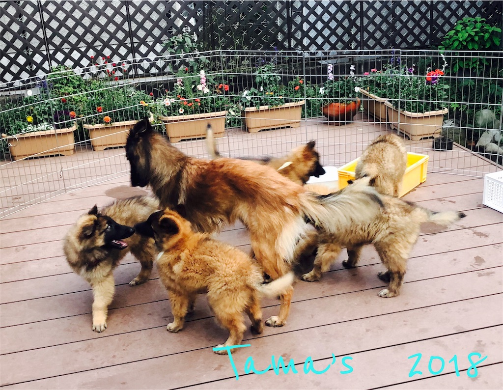 f:id:La-Plume-Douce:20181022192618j:image f:id:La-Plume-Douce:20181022192618j:image