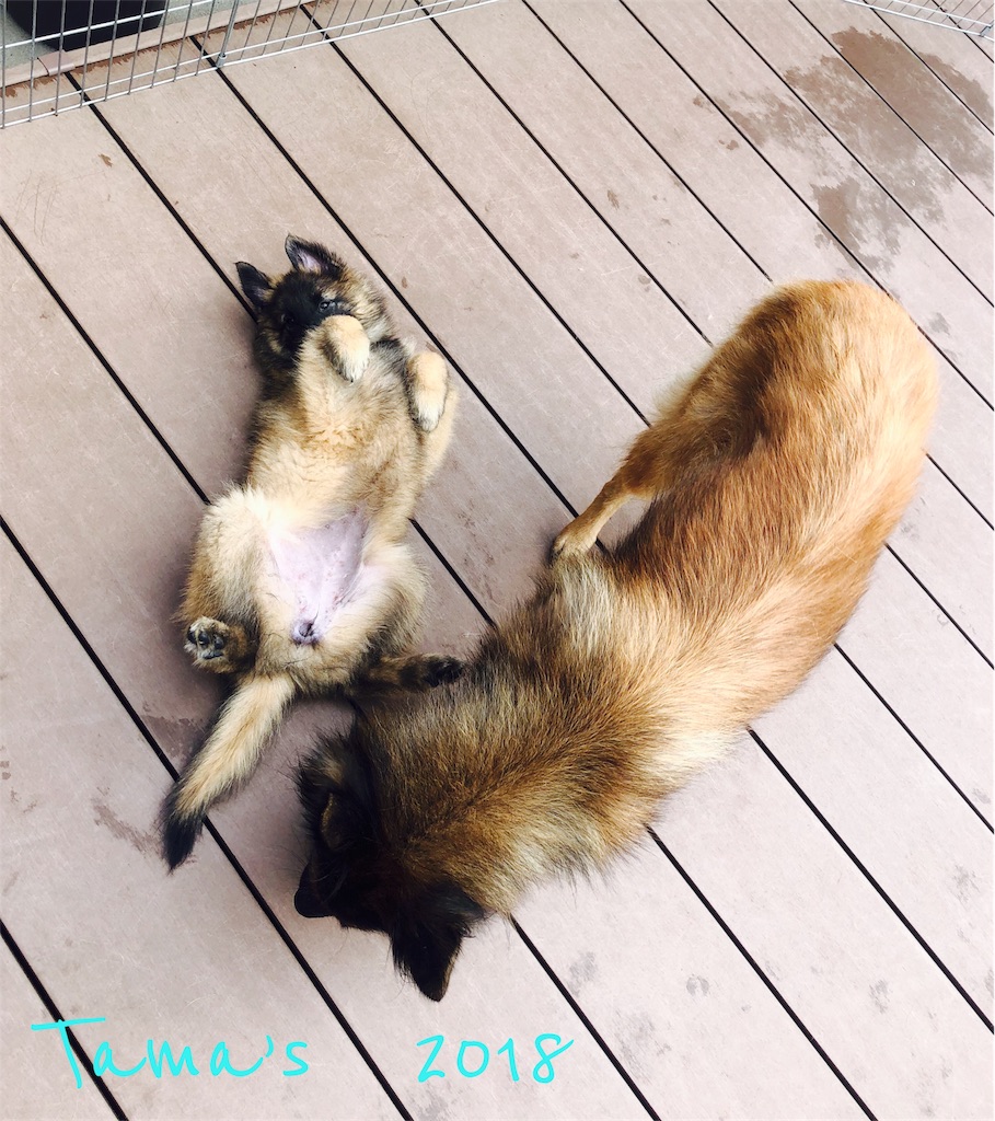 f:id:La-Plume-Douce:20181022192638j:image f:id:La-Plume-Douce:20181022192638j:image