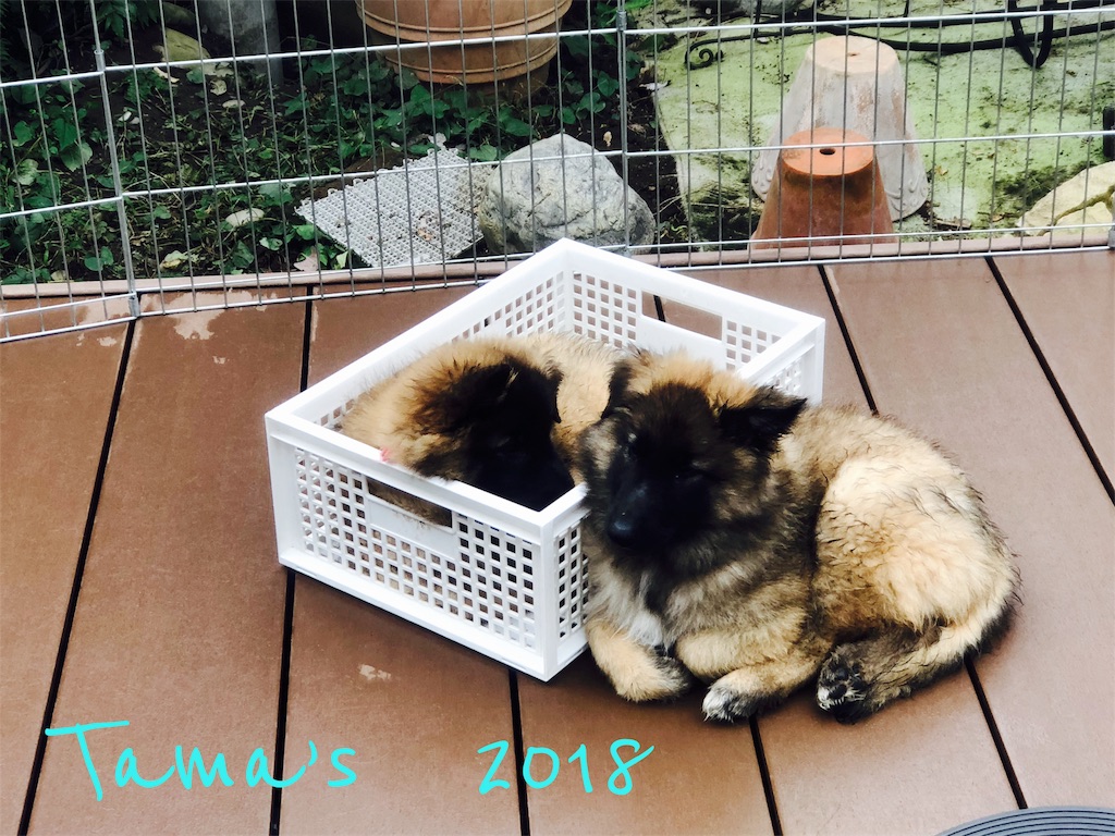 f:id:La-Plume-Douce:20181022192645j:image f:id:La-Plume-Douce:20181022192645j:image