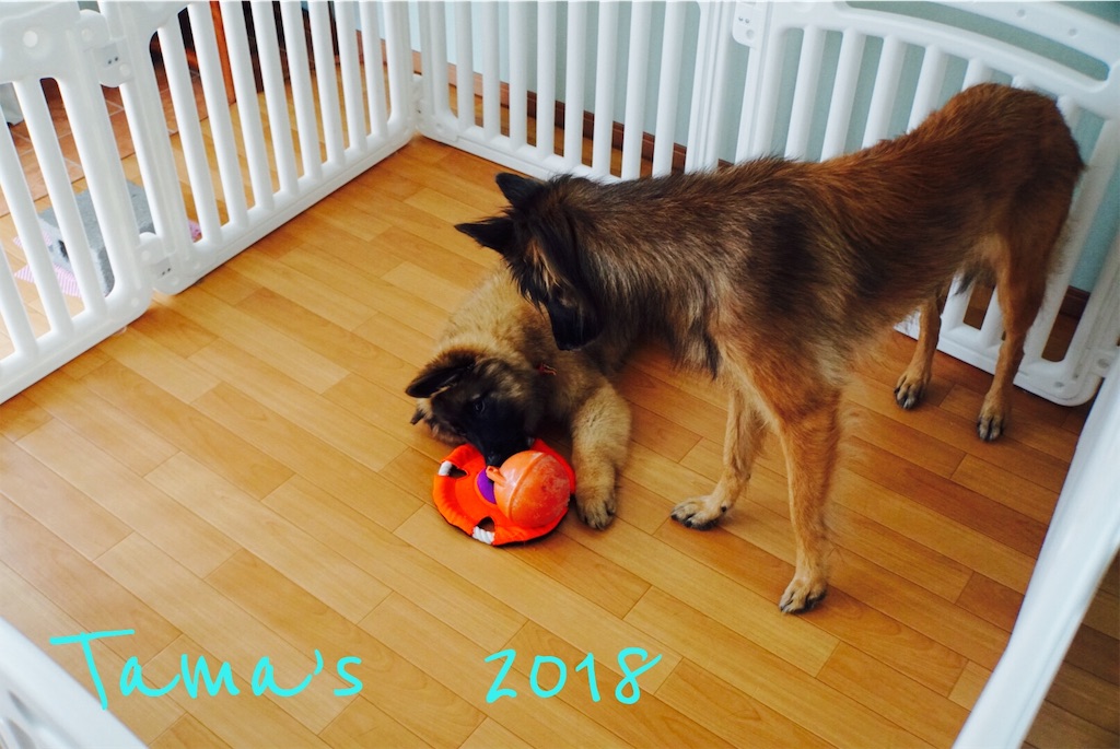f:id:La-Plume-Douce:20181104160146j:image