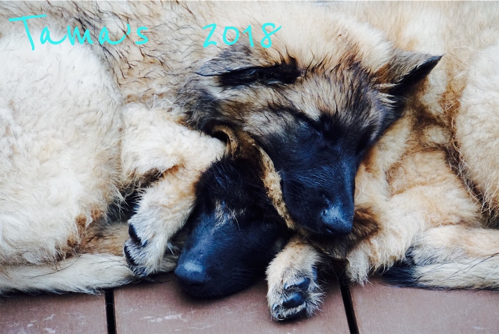 f:id:La-Plume-Douce:20181104160209j:image