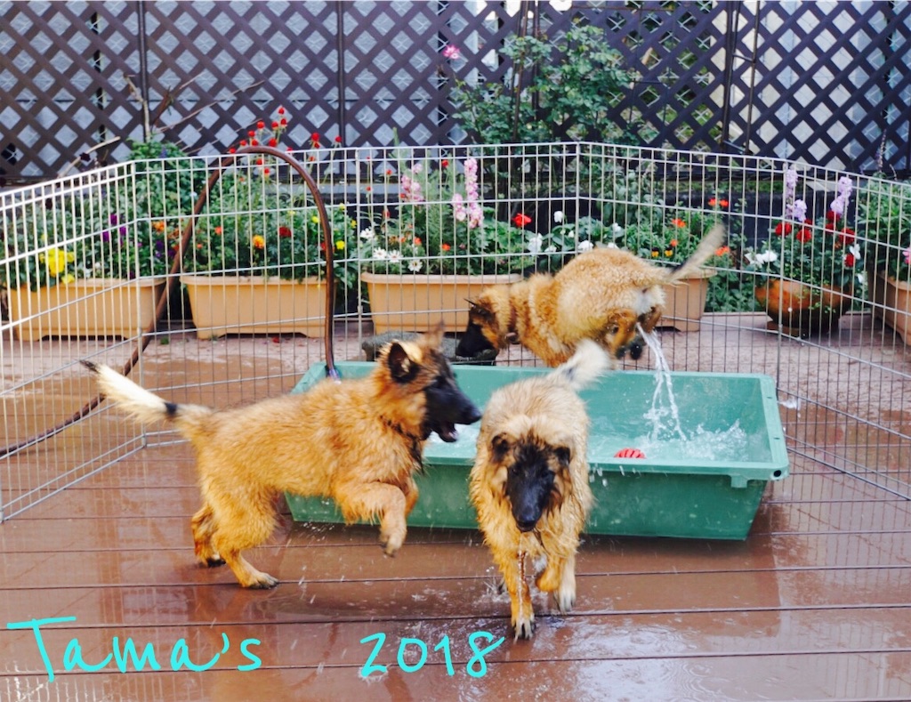 f:id:La-Plume-Douce:20181123165313j:image