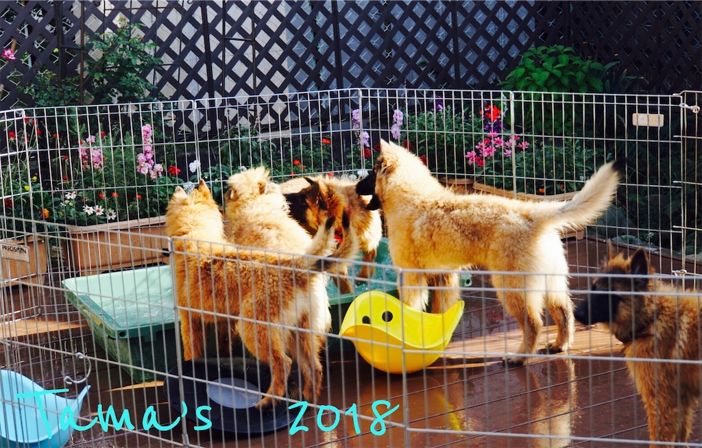 f:id:La-Plume-Douce:20181125220729j:image