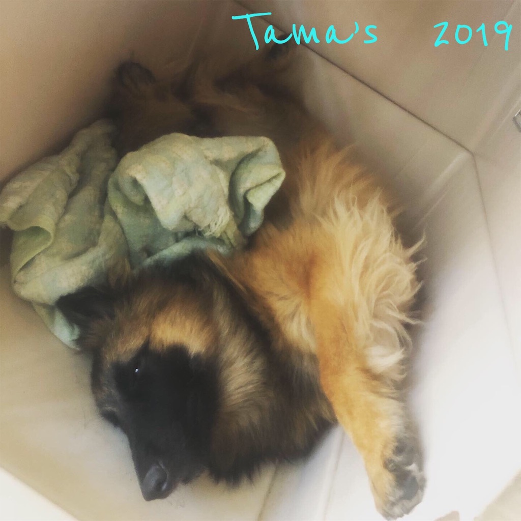 f:id:La-Plume-Douce:20190511120809j:image