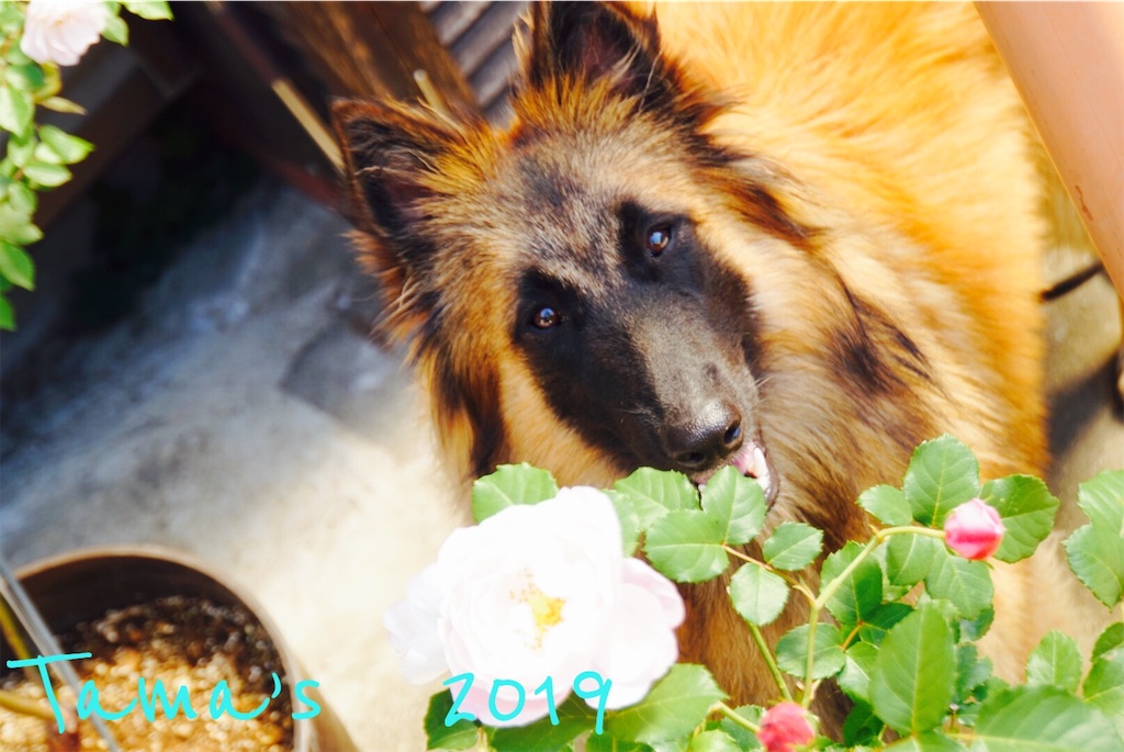 f:id:La-Plume-Douce:20190511121233j:image