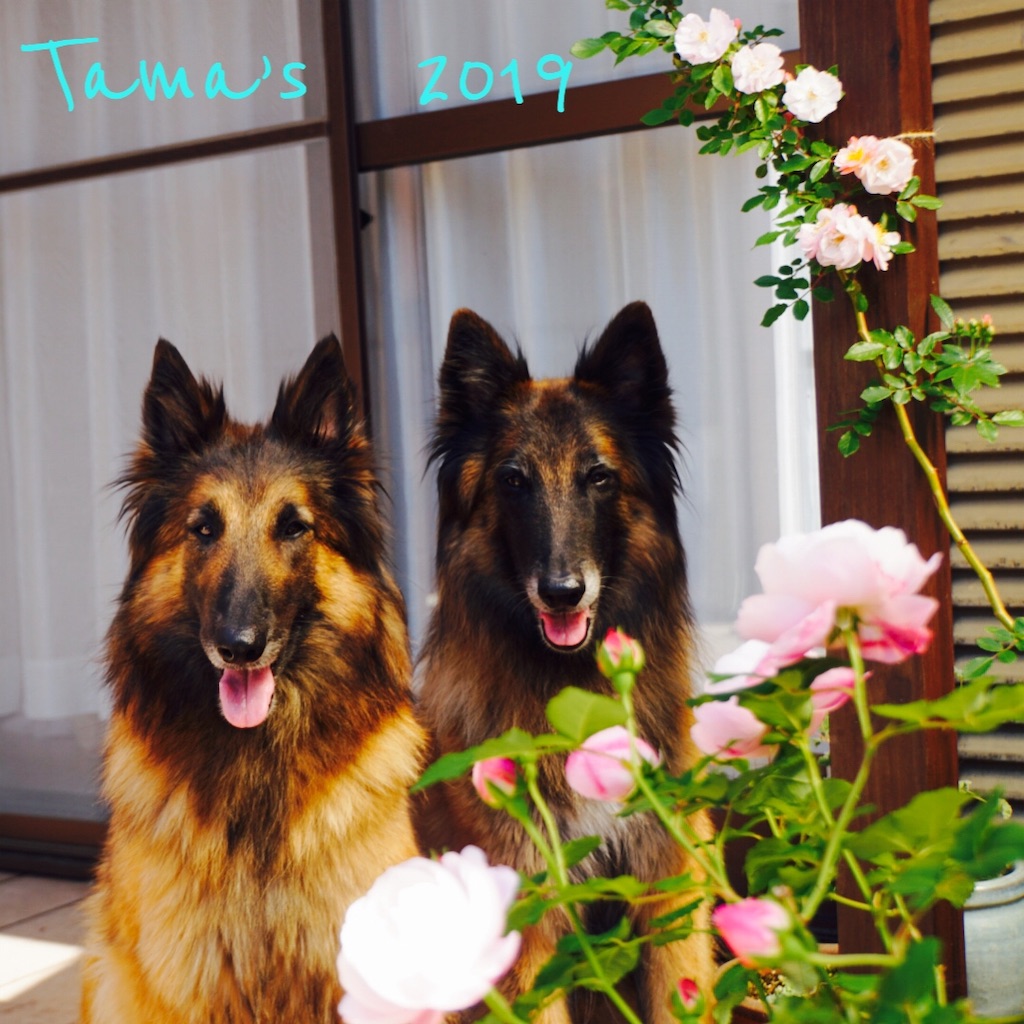 f:id:La-Plume-Douce:20190511121236j:image