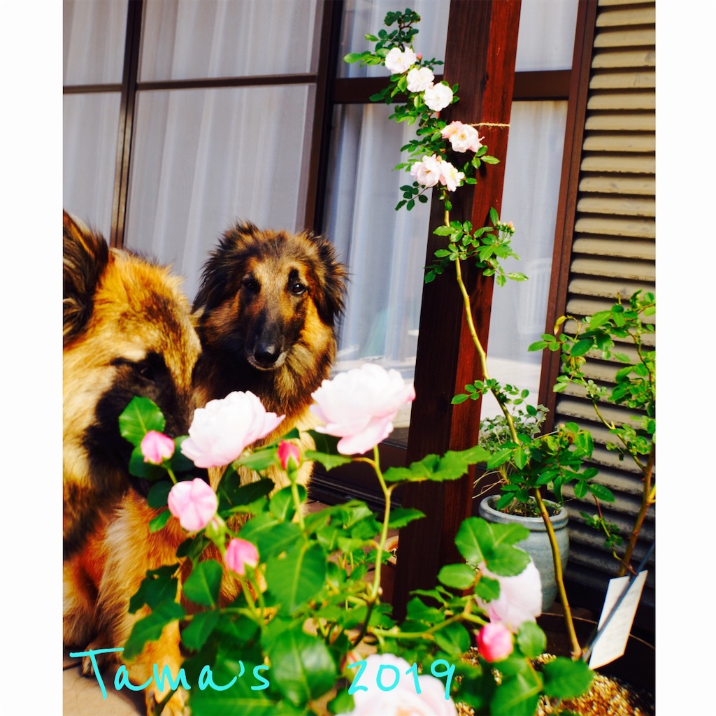 f:id:La-Plume-Douce:20190511121241j:image