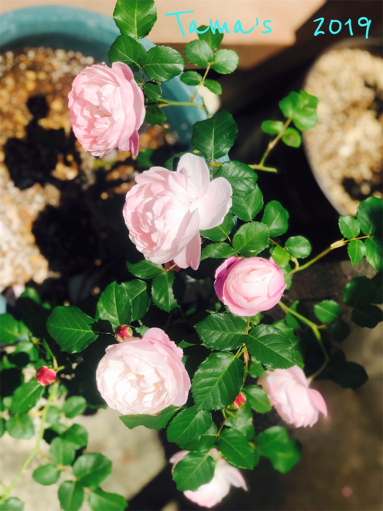 f:id:La-Plume-Douce:20190511121245j:image