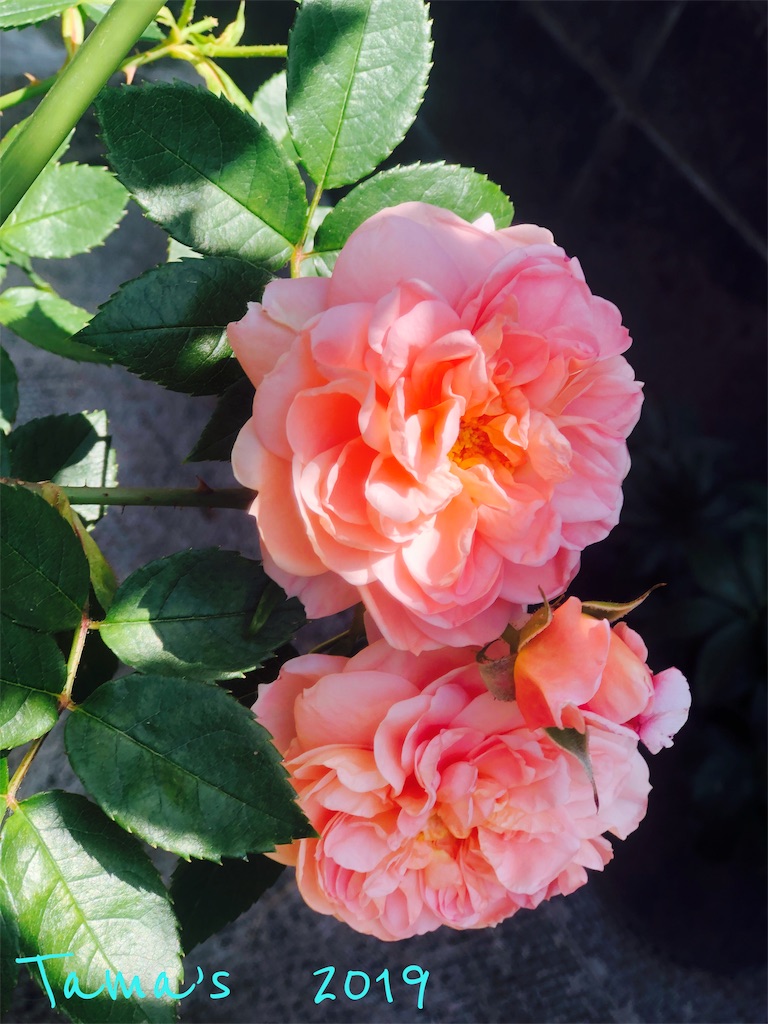 f:id:La-Plume-Douce:20190511121333j:image