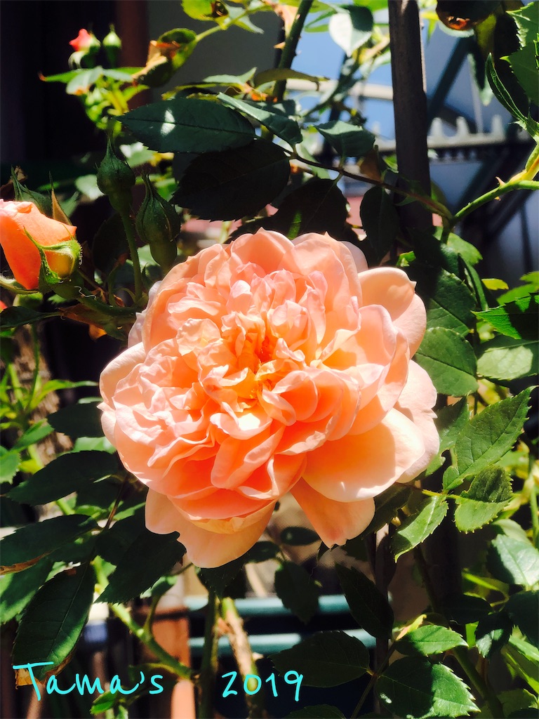 f:id:La-Plume-Douce:20190511121340j:image