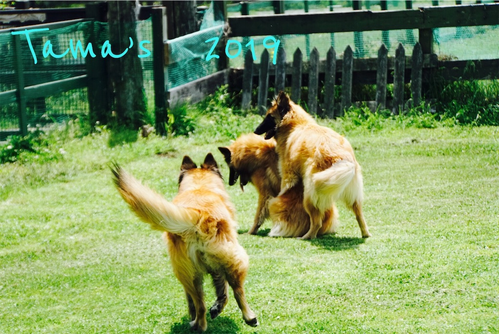 f:id:La-Plume-Douce:20190511121535j:image