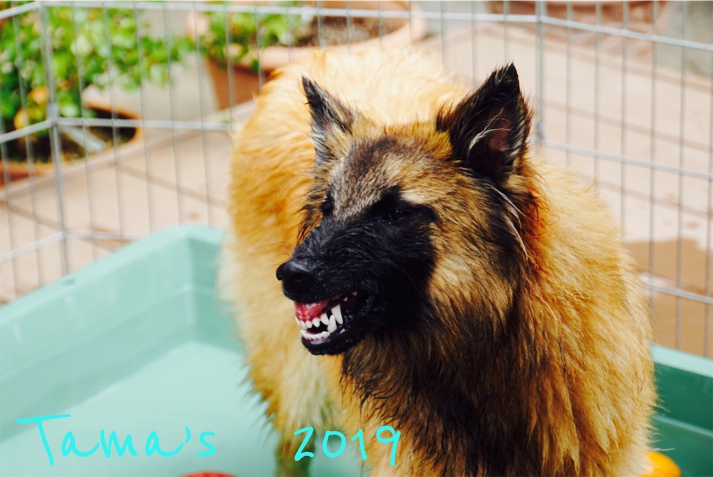 f:id:La-Plume-Douce:20190511121702j:image