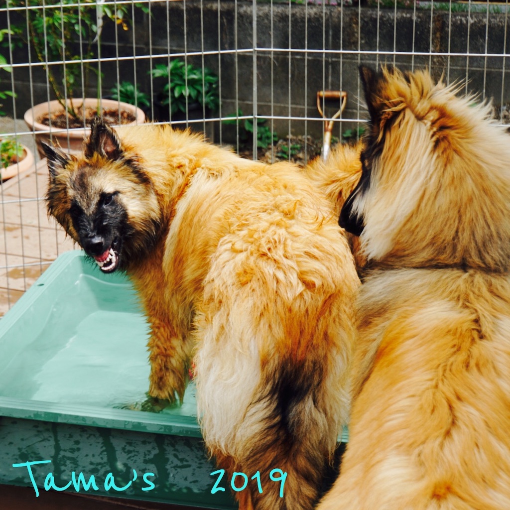 f:id:La-Plume-Douce:20190511121712j:image