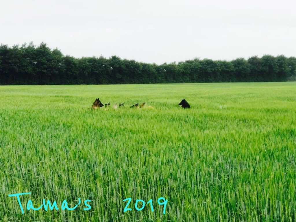 f:id:La-Plume-Douce:20190610095601j:image