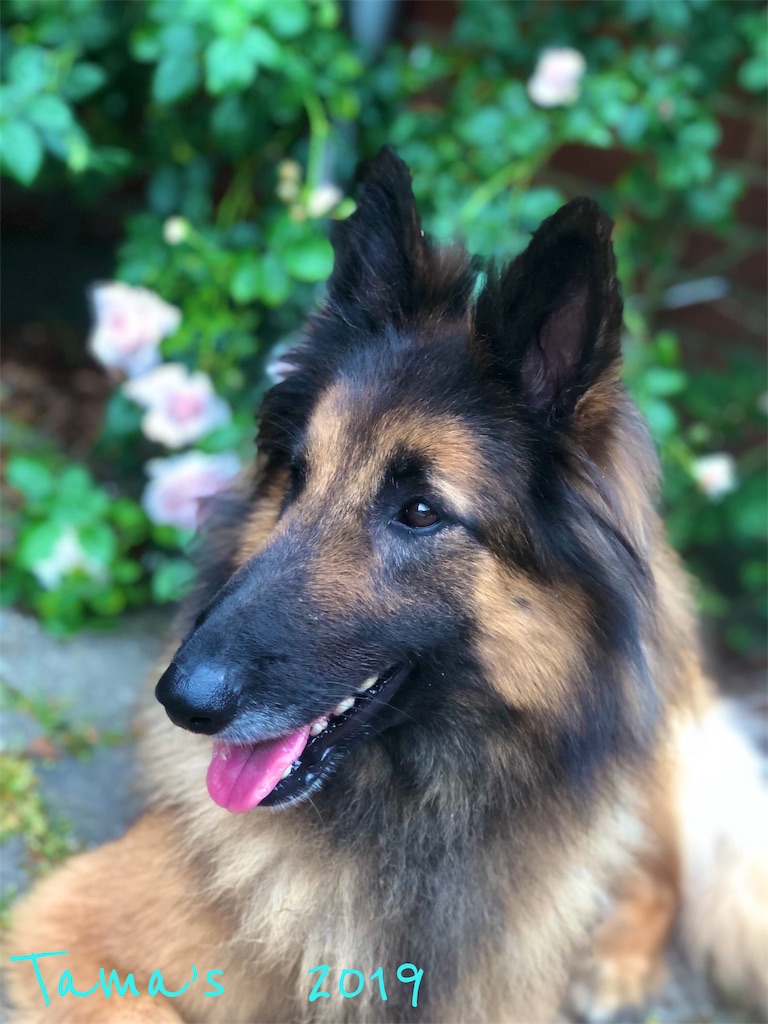f:id:La-Plume-Douce:20190610102155j:image