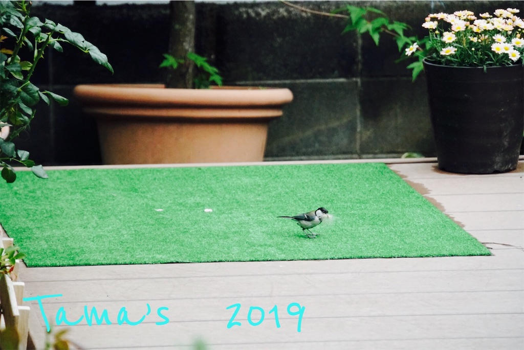 f:id:La-Plume-Douce:20190610150934j:image