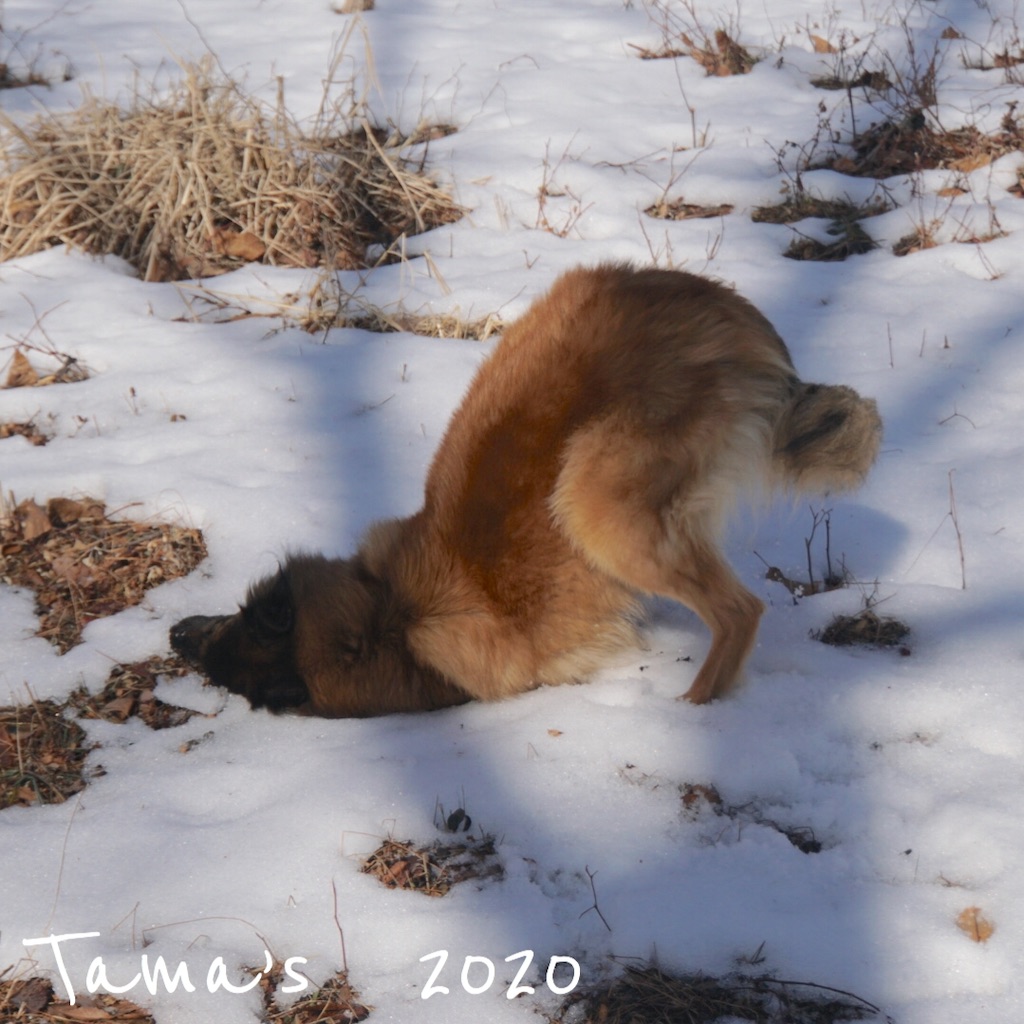 f:id:La-Plume-Douce:20200112094535j:image