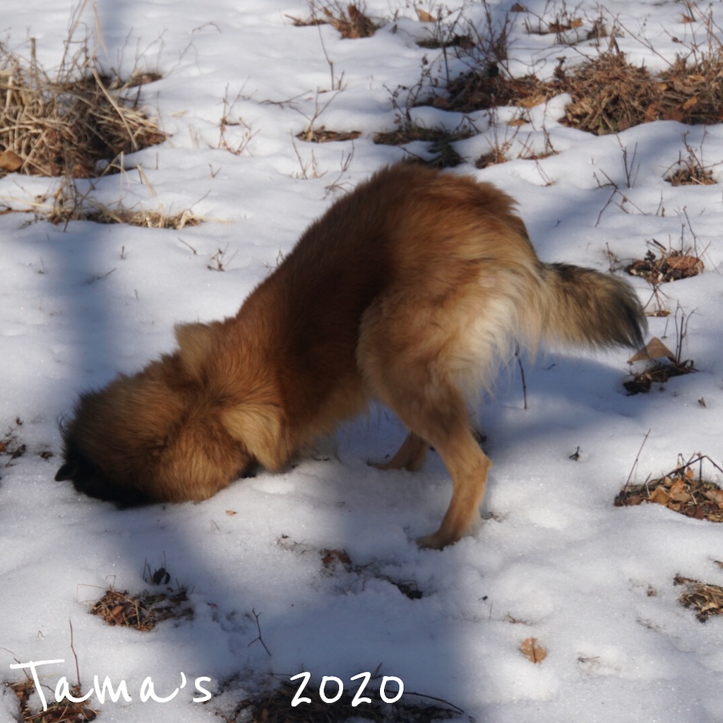 f:id:La-Plume-Douce:20200112094542j:image