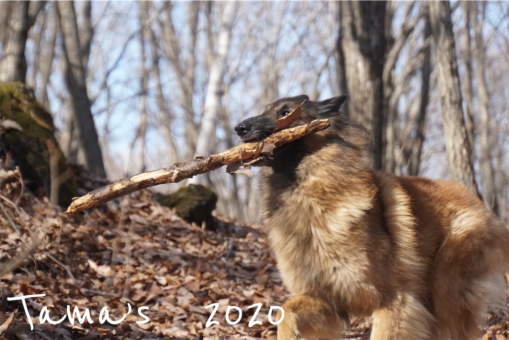 f:id:La-Plume-Douce:20200112094548j:image