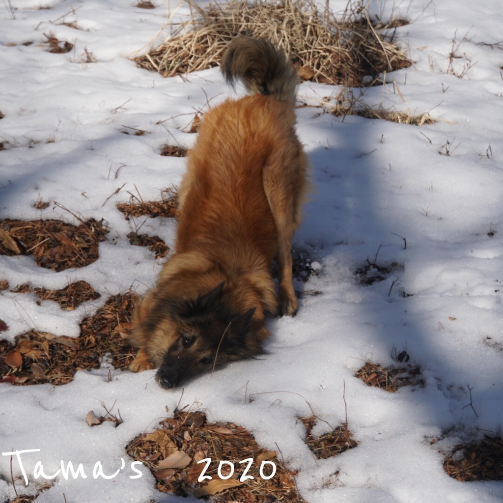 f:id:La-Plume-Douce:20200112094604j:image