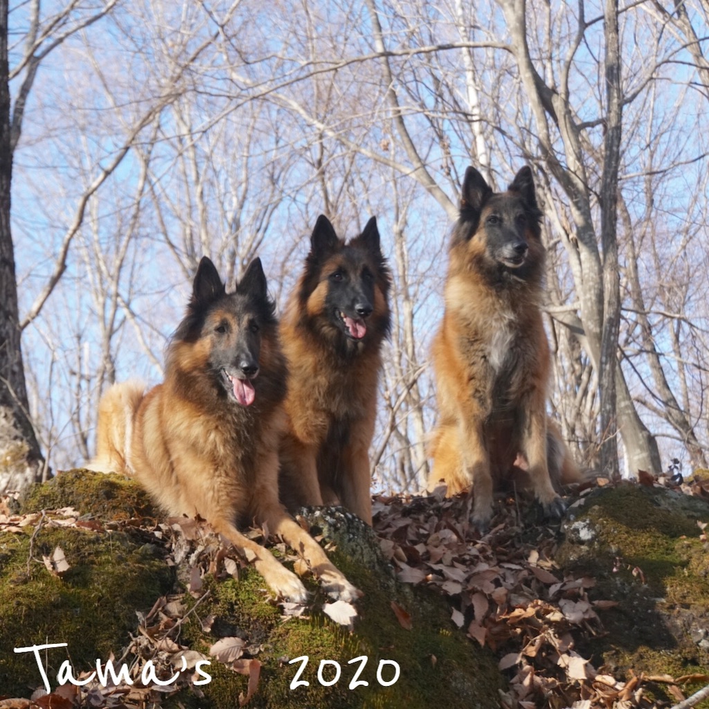 f:id:La-Plume-Douce:20200112094610j:image