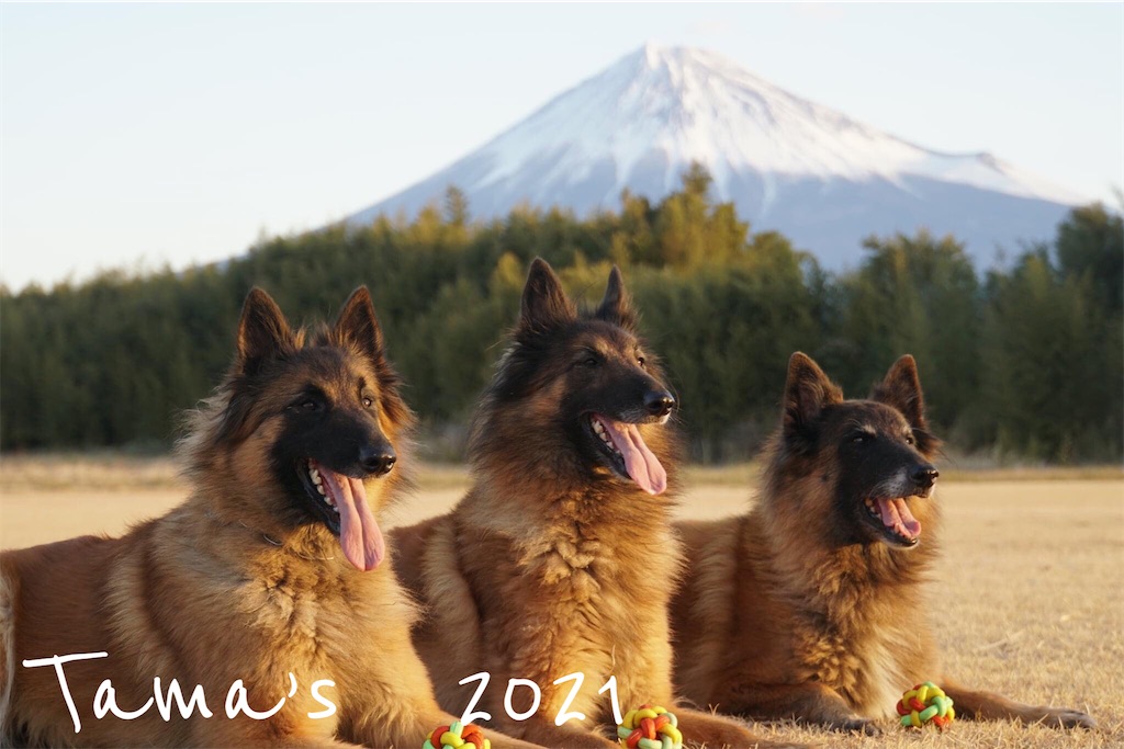 f:id:La-Plume-Douce:20210222211350j:image f:id:La-Plume-Douce:20210222211350j:image
