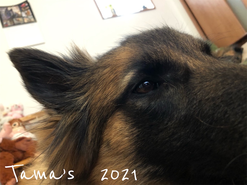 f:id:La-Plume-Douce:20210227180832j:image