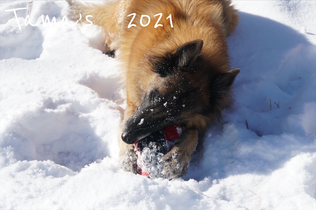 f:id:La-Plume-Douce:20210227183121j:image
