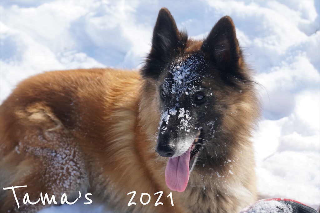f:id:La-Plume-Douce:20210227183125j:image
