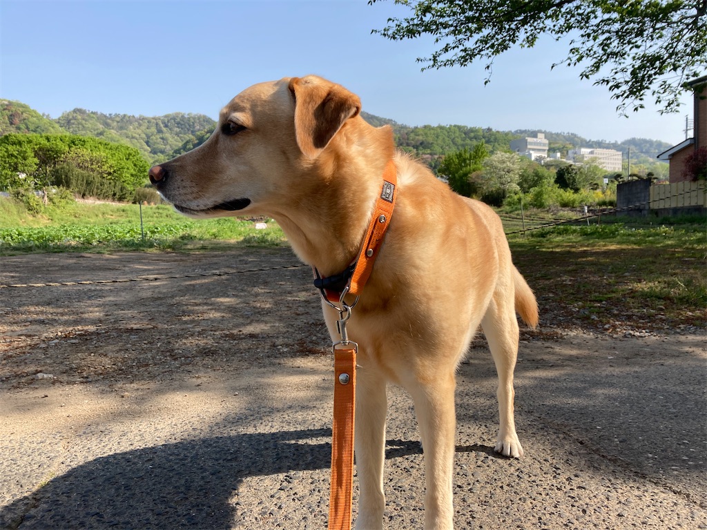 ハッカ油とは 動植物の人気 最新記事を集めました はてな