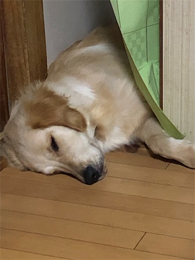 f:id:LabradorReo:20190907164932j:image