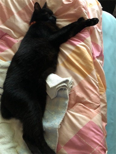 f:id:LabradorReo:20190907164951j:image