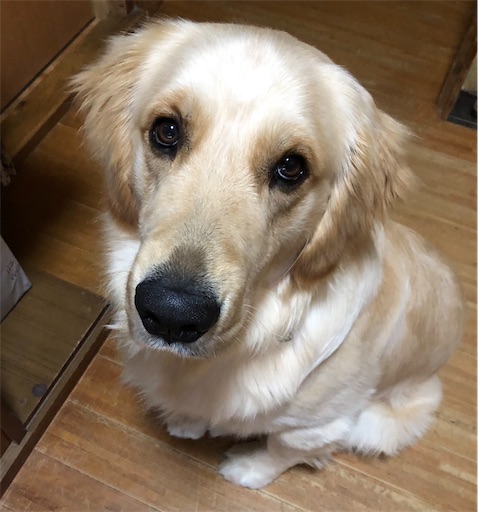 f:id:LabradorReo:20200205171020j:image f:id:LabradorReo:20200205171020j:image