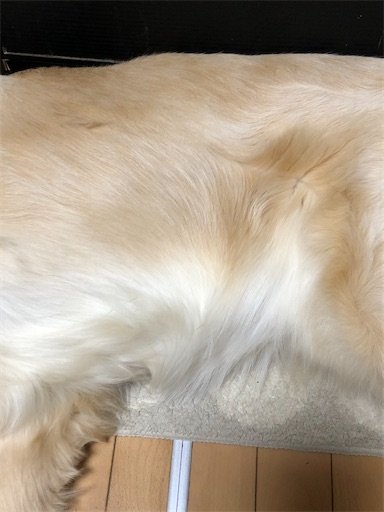 f:id:LabradorReo:20200225114136j:image