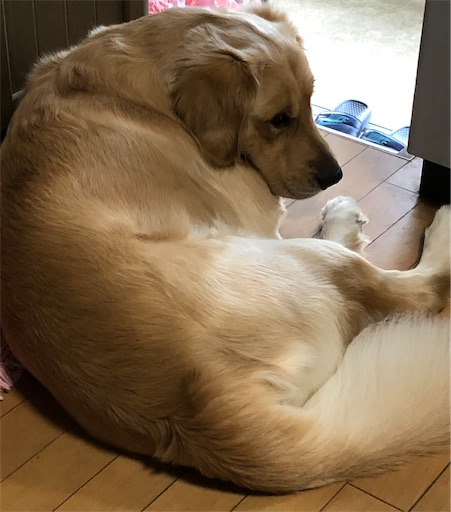 f:id:LabradorReo:20211117160835j:plain