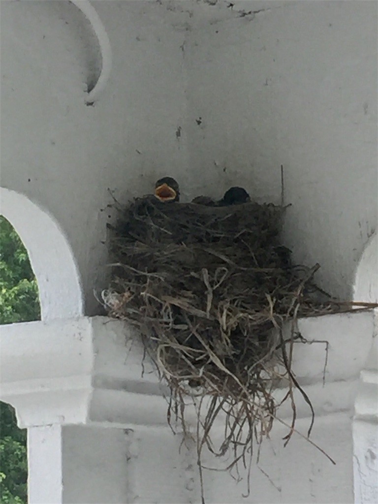 f:id:Lacy:20170613225842j:image