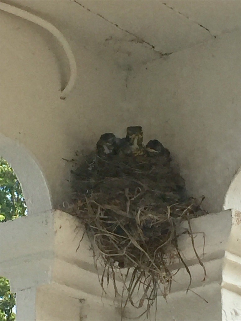 f:id:Lacy:20170613225916j:image