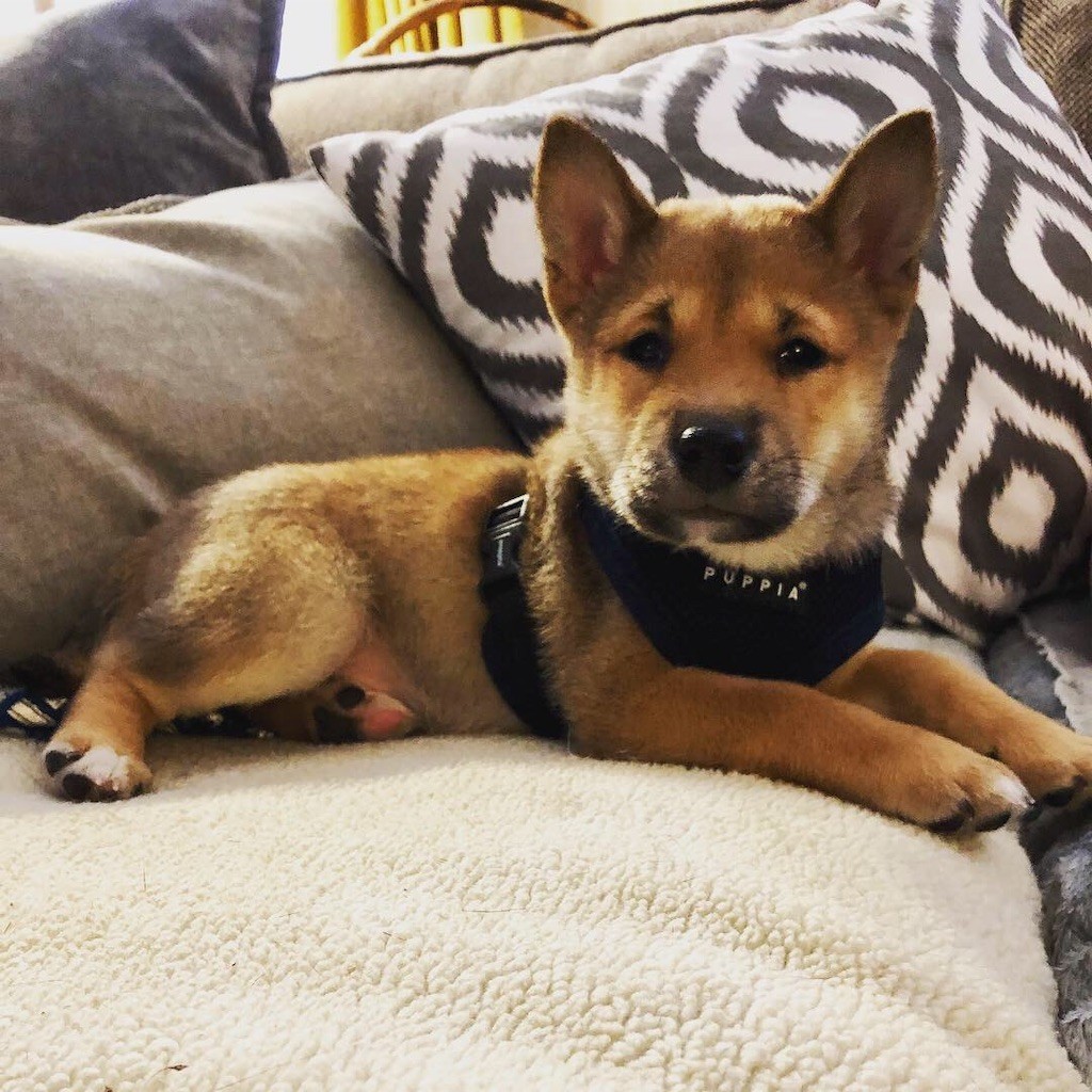 f:id:Lacy:20190408073626j:image