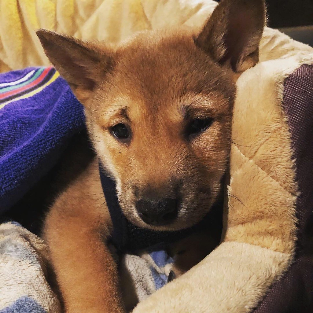 f:id:Lacy:20190408073631j:image