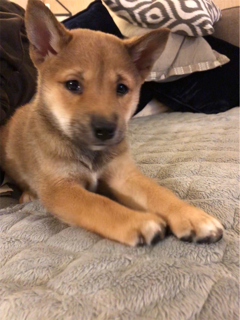 f:id:Lacy:20190408073637j:image