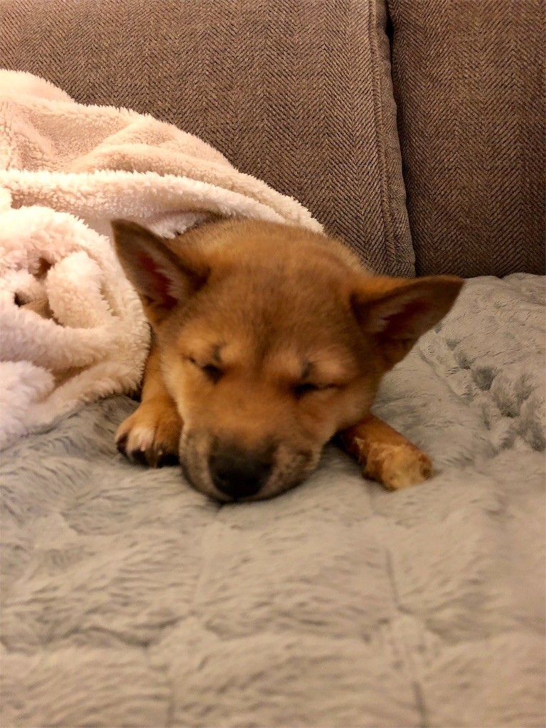 f:id:Lacy:20190408073642j:image