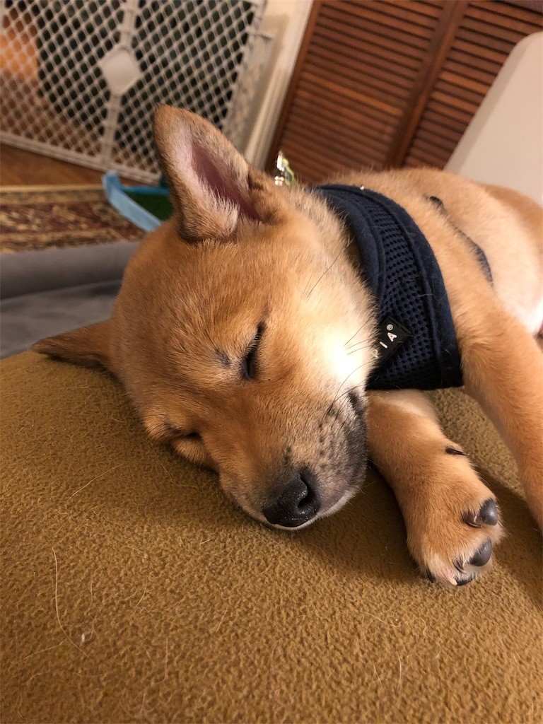 f:id:Lacy:20190408073647j:image