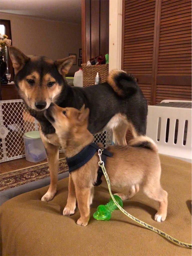 f:id:Lacy:20190408073947j:image