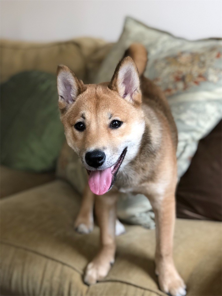 f:id:Lacy:20190408074224j:image