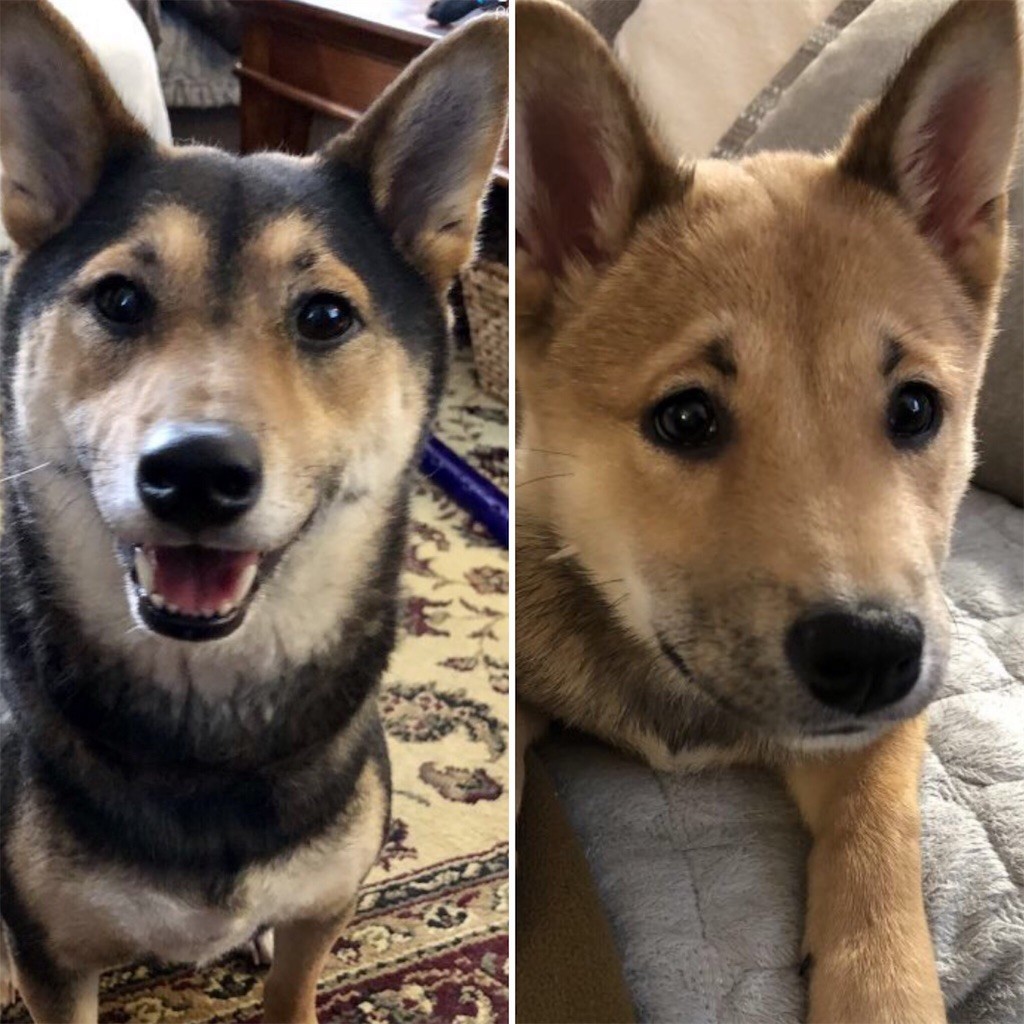 f:id:Lacy:20190408074229j:image