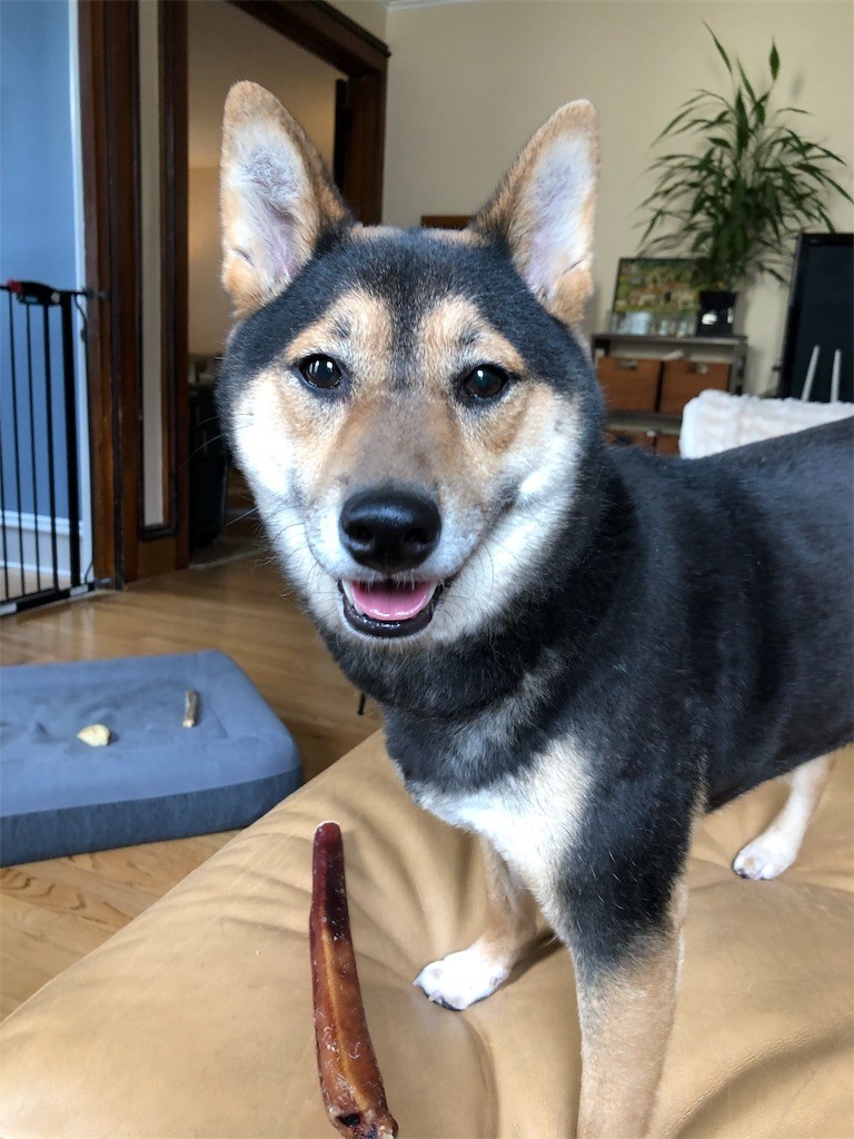 f:id:Lacy:20190408074235j:image