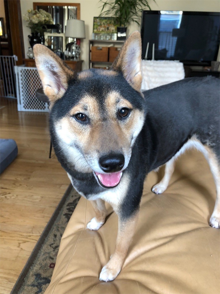 f:id:Lacy:20190408074240j:image