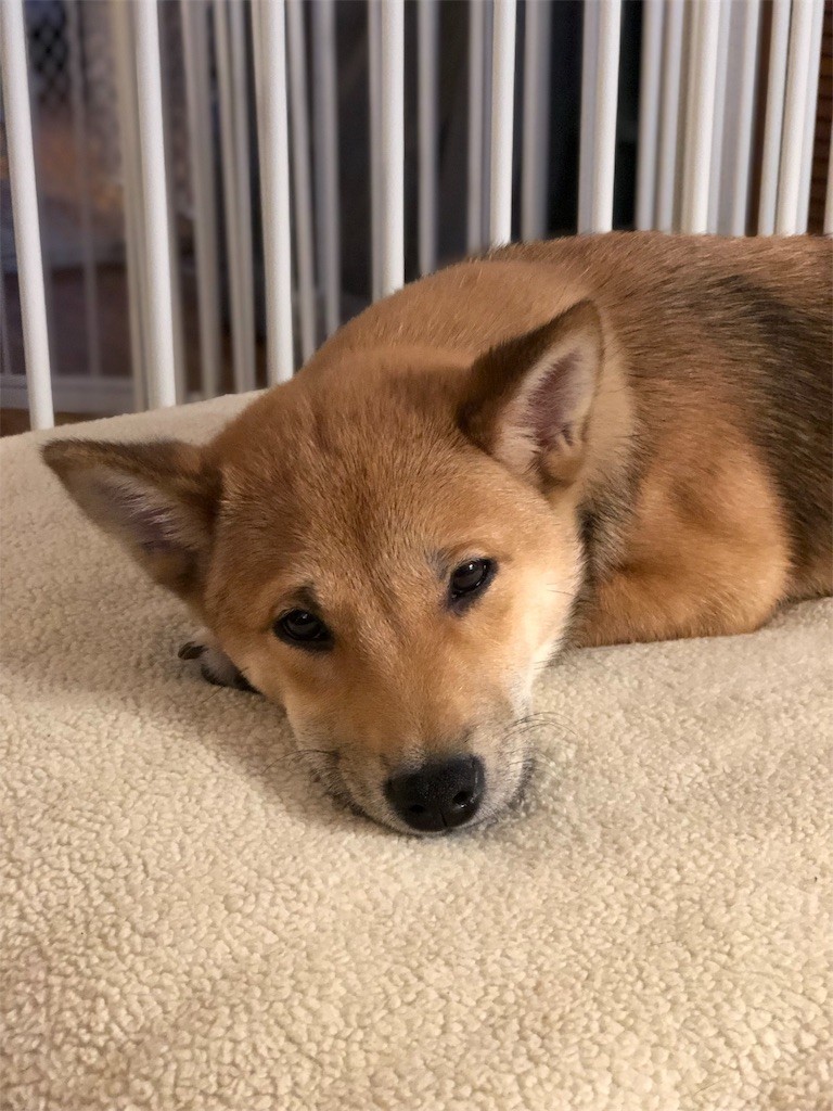 f:id:Lacy:20190408074301j:image